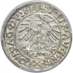 Zygmunt II August, półgrosz 1553, Wilno