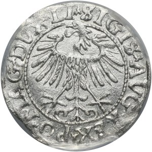 Zygmunt II August, półgrosz 1557, Wilno