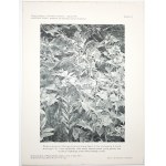 Stecki K., KRAJOBRAZY ROŚLINNE POLSKI roślinność TATR, 1929