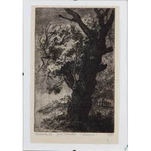 Maria HISZPAŃSKA-NEUMANN (1917 - 1980), Ash tree, 1947