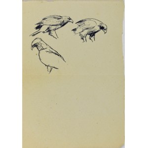Ludwik MACIĄG (1920-2007), Skizzen eines Adlers