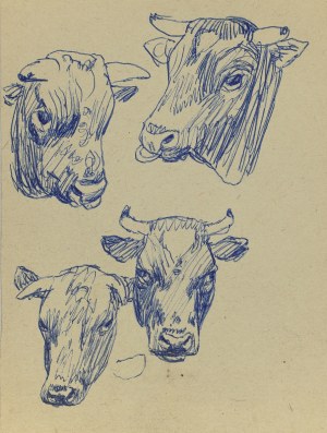 Ludwik MACIĄG (1920-2007), Szkice głów byka i krowy