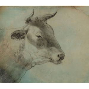 HEAD OF COW, 18th / 19th century.