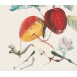Salvador DALI (1904-1989), Dračie jablko (Pomme dragon) zo série Flordali - Les Fruits (1969)