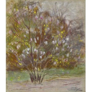 Wladyslaw SERAFIN (1905-1988), The blooming magnolia