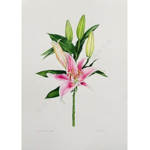 Joanna Szczepanek, Oriental Lily