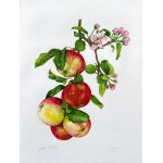 Joanna Szczepanek, Apple and Cherry Blossom
