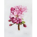 Joanna Szczepanek, Apple and Cherry Blossom