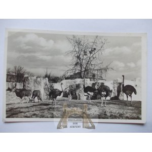 Vroclav, Breslau, zoologická záhrada, pštrosy a antilopy, 1939