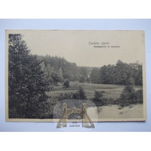 Bory Tucholskie, Tuchler Heide, krajobraz, 1911