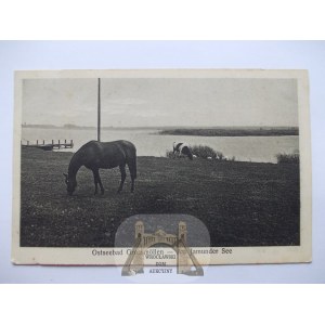 Milno, Grossmollen, jezioro Jamno, konie, 1931