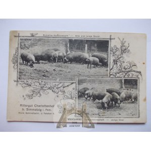 Majątek Kluczkowo k. Smardzko, Świdwin, hodowla świń, ok. 1910