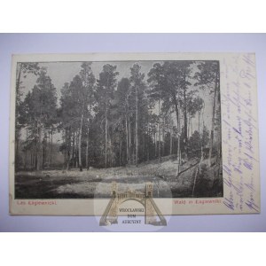 Lodž Łagiewniki, les, asi 1915