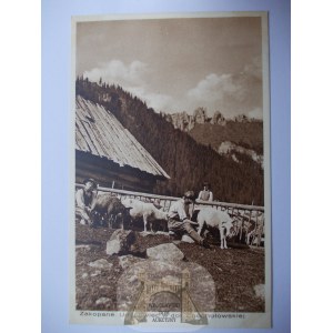 Tatry, Zakopane, dolina Chochołowskiej, udój owiec, 1931