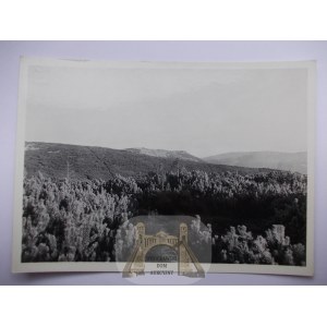 Ukrajina, Čuvčinské hory, Palenica, borovice kleč, foto: Walas, vydal Atlas Ksiaznica 1939