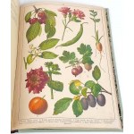 WERMIŃSKI - NATURAL HISTORY IN IMAGES Botany and mineralogy 269 colored pictures 1893 FOLIO