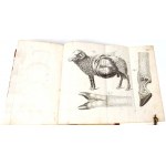 KUROWSKI- VETERINARY POPULAR 1847 engravings.