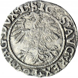 Zygmunt II August, Półgrosz 1560, Wilno