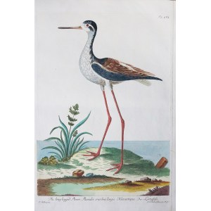 Peter Mazell (Aktywny Ok. 1761-1797) Według George’a Edwardsa (1694-1773), THE LONG LEGGED PLOVER /SZCZUDŁAK ZWYCZAJNY/, 1766/1779