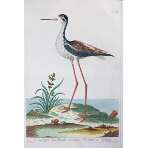 Peter Mazell (Active Approx. 1761-1797) According to George Edwards (1694-1773), THE LONG LEGGED PLOVER /LONG LEGGED PLOVER/, 1766/1779