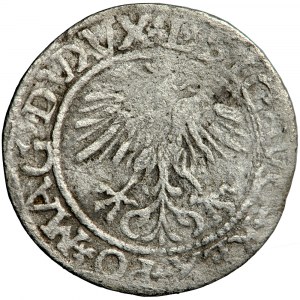 Litauen, Sigismund Augustus, halber Pfennig 1561, Vilnius