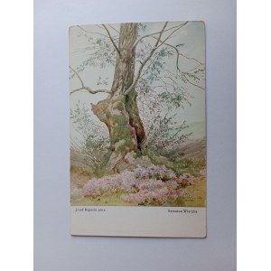 POSTCARD JOZEF RAPACKI LONELY WILLOW PAINTING PRE-WAR