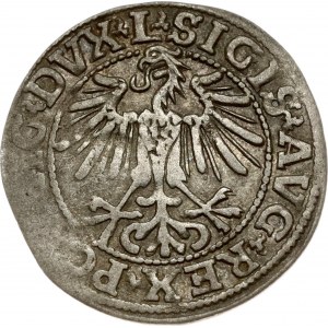 Lithuania Polgrosz 1549 Vilnius (R) L/LITVA