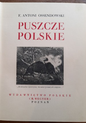 Antoni Ferdynand Ossendowski, Puszcze polskie 1936 r