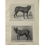 Seyfarth Arthur, Der Hund und seine Rassen: Anleitung zur Kenntnis der Hunderassen, der rationellen Zucht, Erziehung, Pflege, Dressur und Heilung der Krankheiten.
