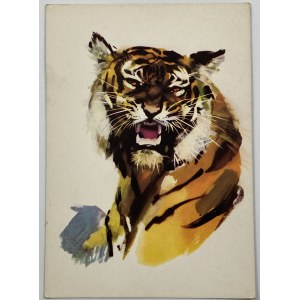 Postcard Tiger Janusz Grabiański