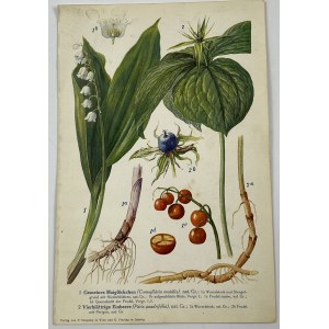 [Herbs] Color illustration, early 19th century