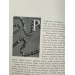 Jasienica Pawel, Slavic Ancestry [1st edition][Half-shell].