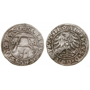 Kniežacie Prusko (1525-1657), šelak, 1530, Königsberg