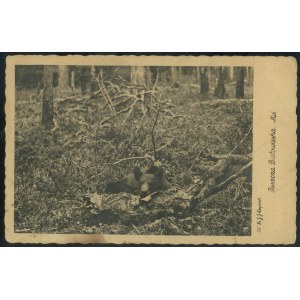 Bialowieza Forest - Teddy bear, photo by J.J. Karpinski, Wyd. Park Narodowy, Bialowieza, sepia print, ca. 1930.