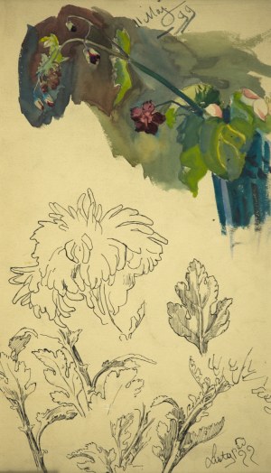 Stanisław KAMOCKI (1875-1944), Studia gałązki z polnymi kwiatami, chryzantemy, [V, XI 1899]