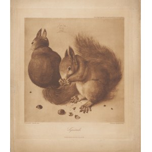 [grafika] DURER Albrecht - Squirrels (Wiewiórki) [1928]