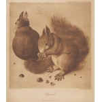 [Graphic] DURER Albrecht - Squirrels (Squirrels) [1928].