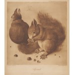 [grafika] DURER Albrecht - Squirrels (Wiewiórki) [1928]