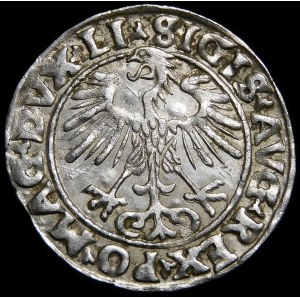 Zikmund II August, půlpenny 1555, Vilnius - LI/LITVA