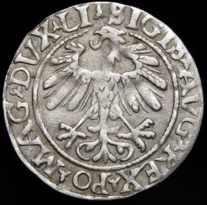 Sigismund II Augustus, Half-penny 1558, Vilnius - LI/LITVA - curiosity