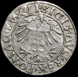 Sigismund II Augustus, Half-penny 1556, Vilnius - LI/LITV