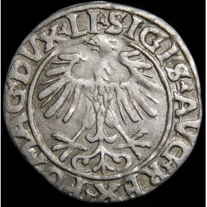 Zygmunt II August, Półgrosz 1556, Wilno - LI/LITVA - wariant
