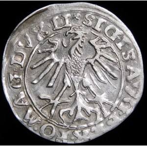 Zikmund II August, Půlpenny 1557, Vilnius - trojčata - Behm