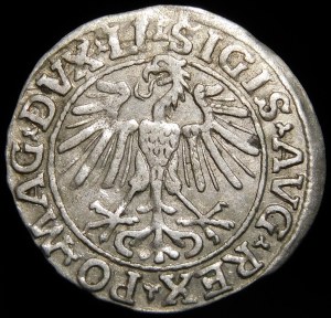 Sigismund II Augustus, Half-penny 1548, Vilnius - Roman I, LI/LITVA