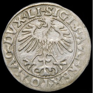 Zygmunt II August, Półgrosz 1556, Wilno - LI/LITVA