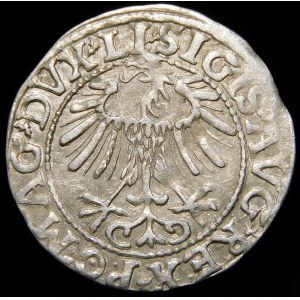Zygmunt II August, Półgrosz 1557, Wilno - LI/LITVA - wariant