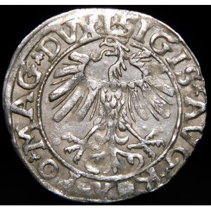 Zygmunt II August, Półgrosz 1558, Wilno - L/LITVA