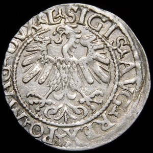 Zygmunt II August, Półgrosz 1559, Wilno - L/LITV - A bez poprzeczki - rzadki