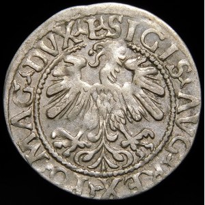 Zygmunt II August, Półgrosz 1559, Wilno - L/LITVA - A bez poprzeczki - rzadki