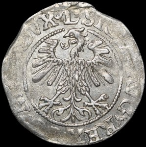 Zygmunt II August, Półgrosz 1560, Wilno - DVX L/LITV - 2 rozety - b. rzadki